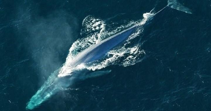 San Diego Whale Watch