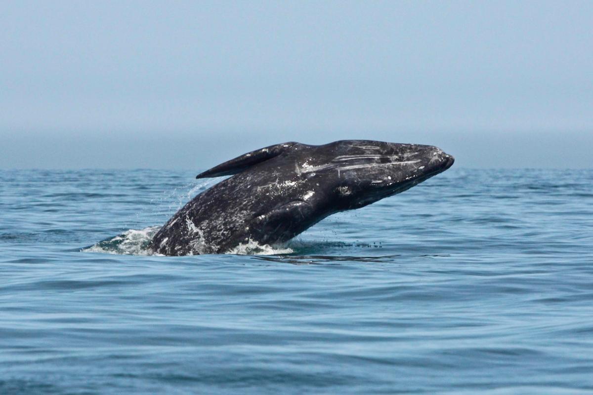 Flagship Cruises & Events | Whale Watching