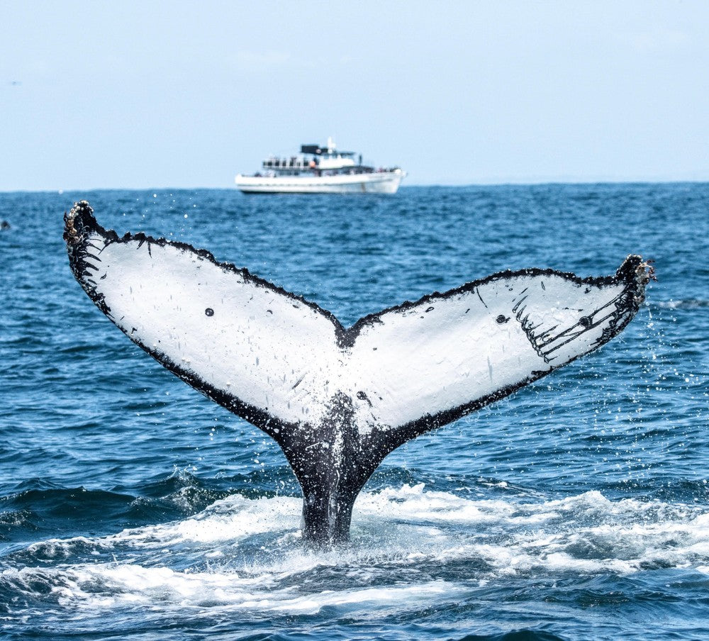 Whale Watching Tours