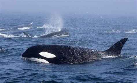 Dolphin and Whale Watching